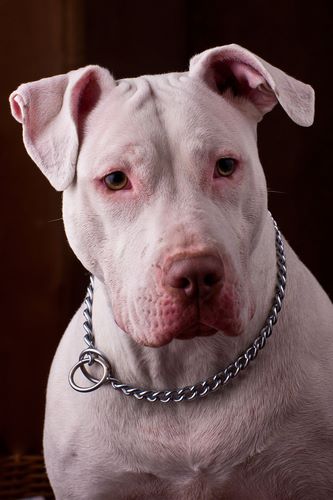 比特犬