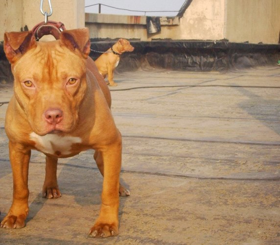 比特犬