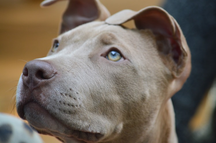 比特犬