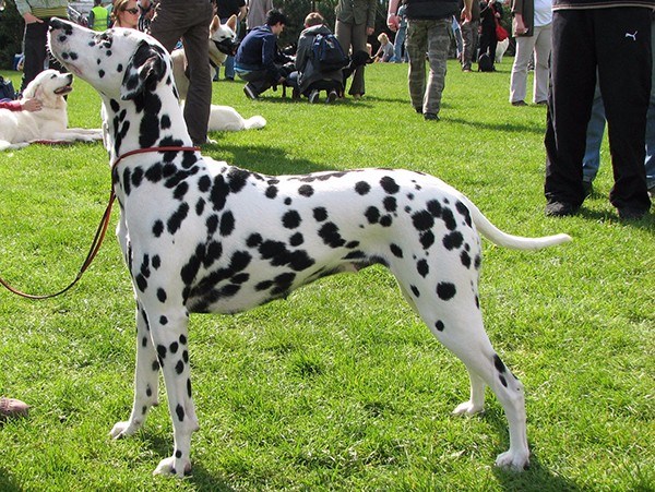 斑点犬