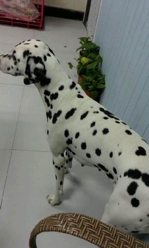 斑点犬