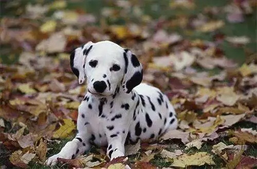 斑点犬