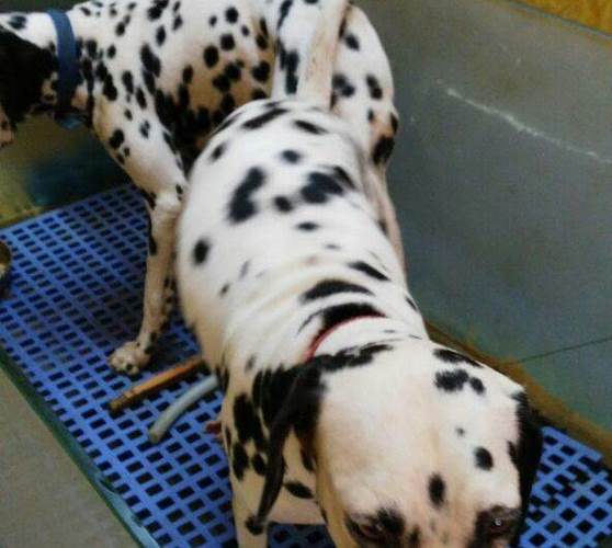 斑点犬
