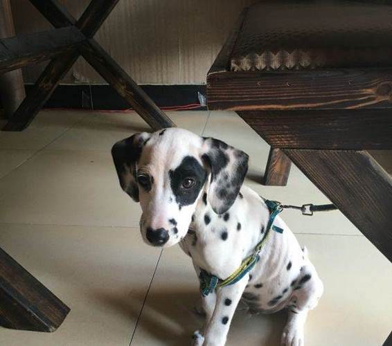 斑点犬