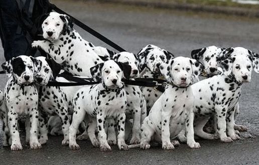 斑点犬
