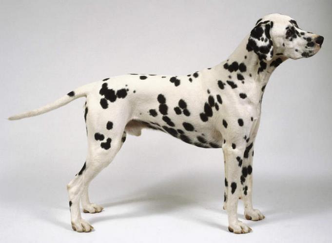 斑点犬