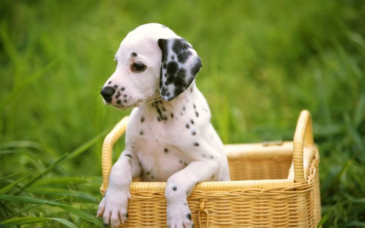 斑点犬