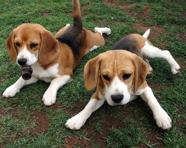 比格犬
