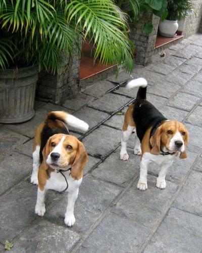 比格犬