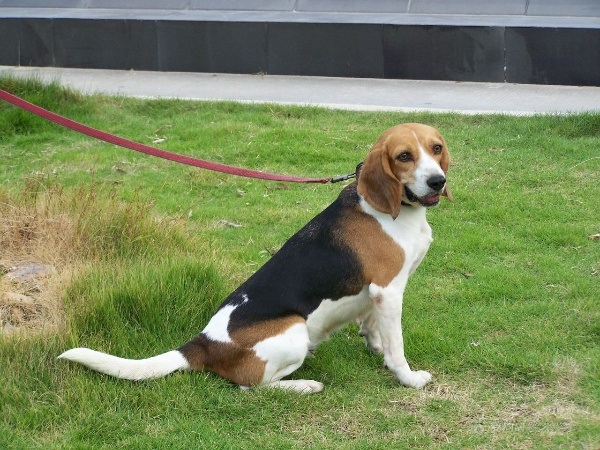 比格犬
