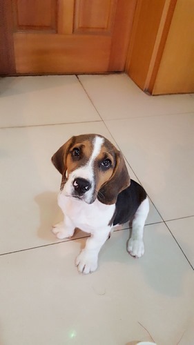 比格犬