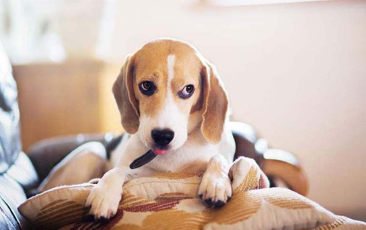 比格犬