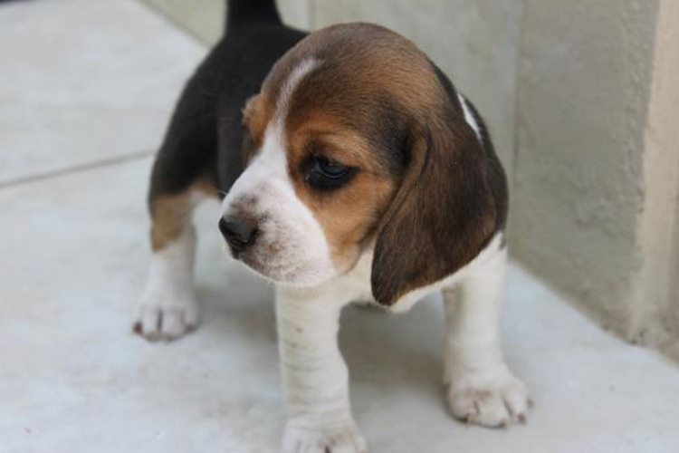 比格犬