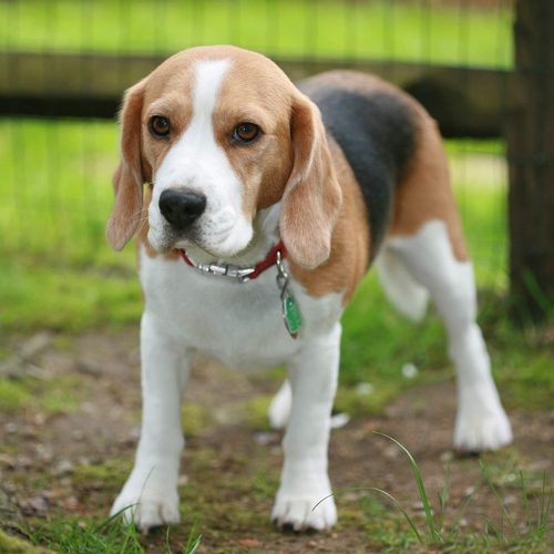 比格犬