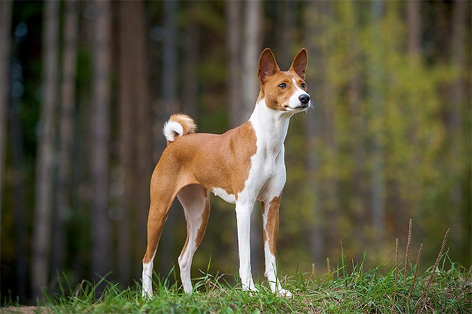 巴仙吉犬