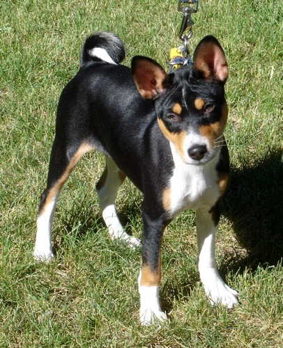 巴仙吉犬
