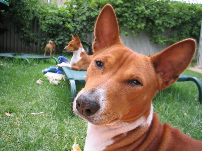 巴仙吉犬