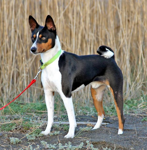 巴仙吉犬