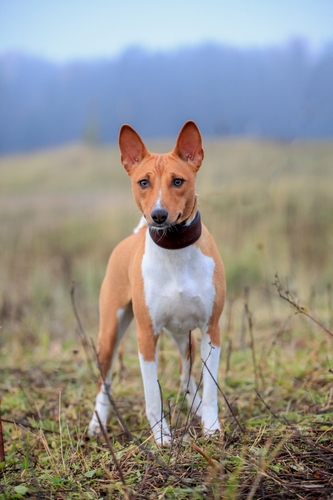 巴仙吉犬