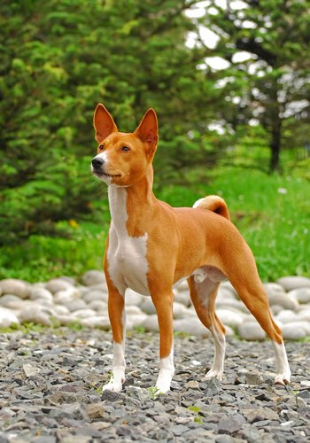 巴仙吉犬