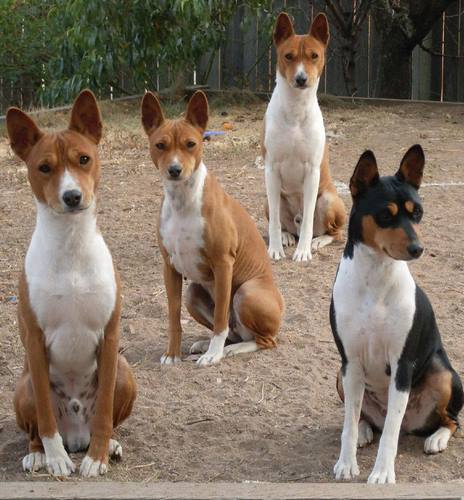 巴仙吉犬