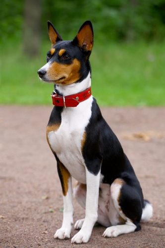 巴仙吉犬