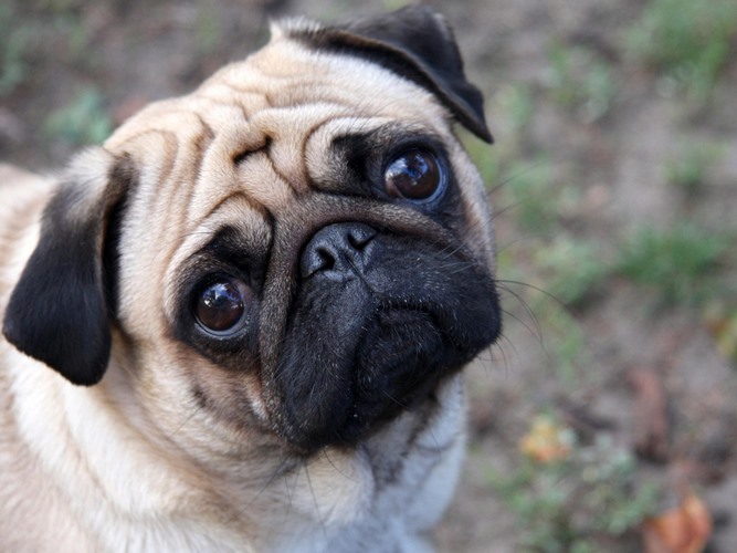 巴哥犬