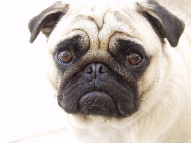 巴哥犬
