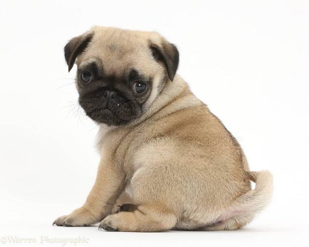 巴哥犬