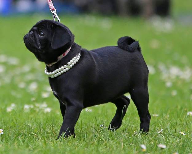 巴哥犬
