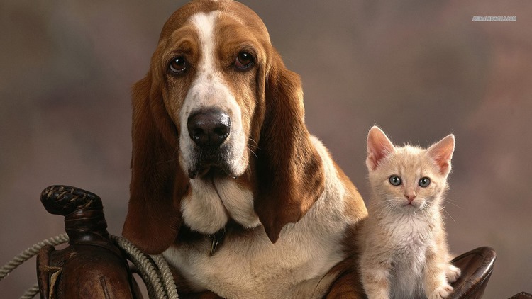 巴吉度猎犬