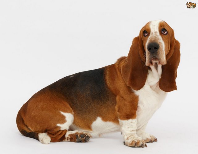 巴吉度猎犬