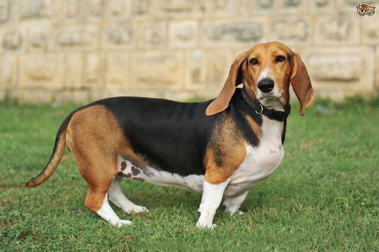巴吉度猎犬
