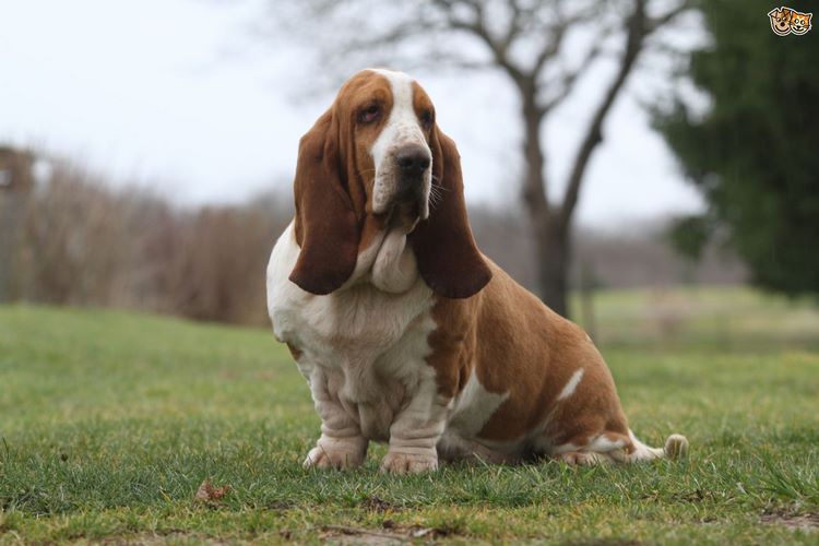 巴吉度猎犬