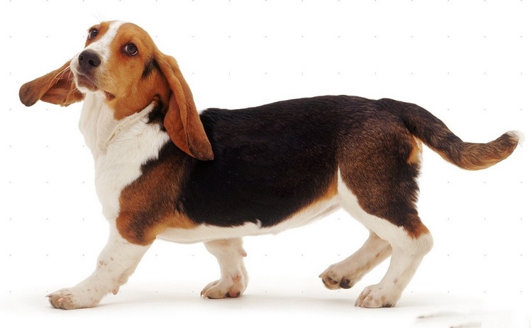 巴吉度猎犬