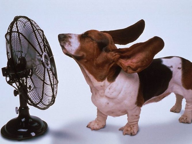 巴吉度猎犬