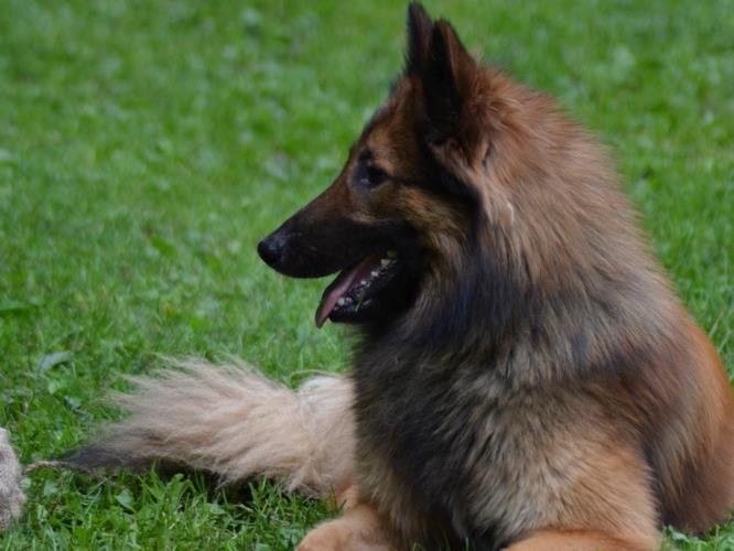 比利时特伏丹犬