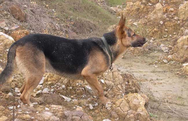 比利时特伏丹犬