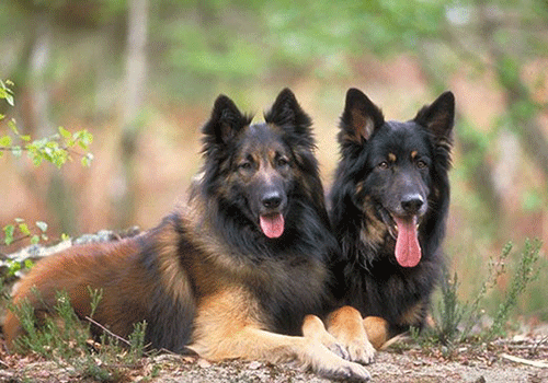 比利时特伏丹犬