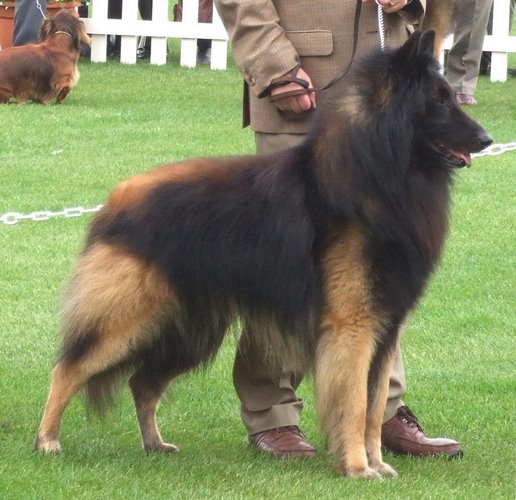 比利时特伏丹犬