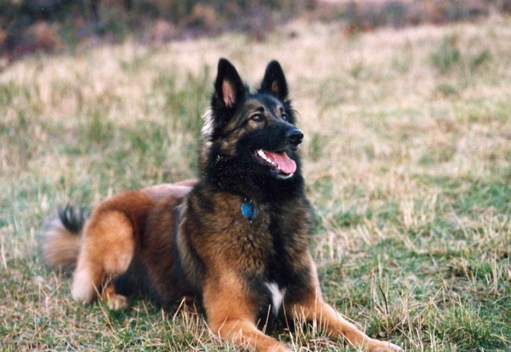 比利时特伏丹犬
