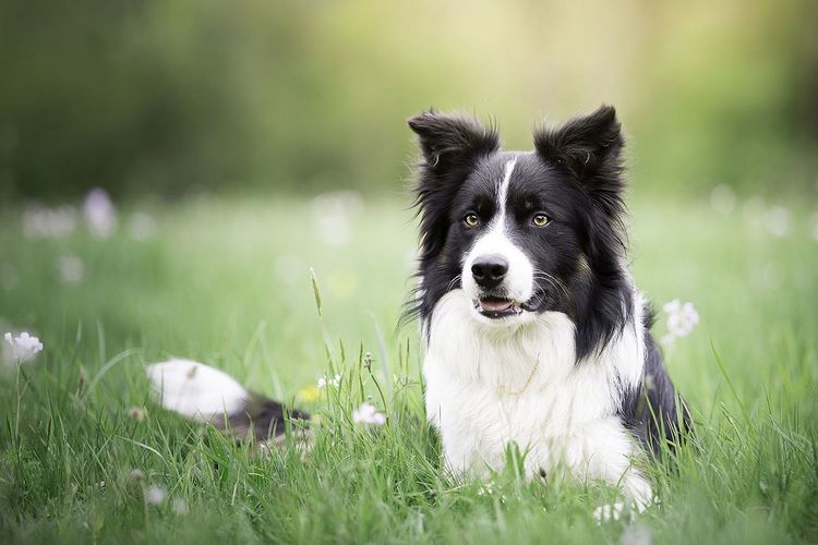 边境牧羊犬
