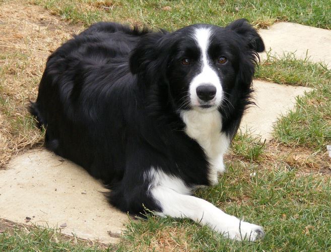 边境牧羊犬