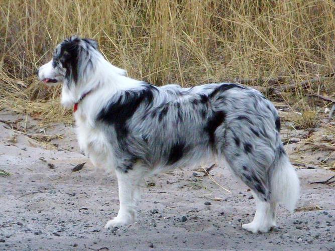 边境牧羊犬