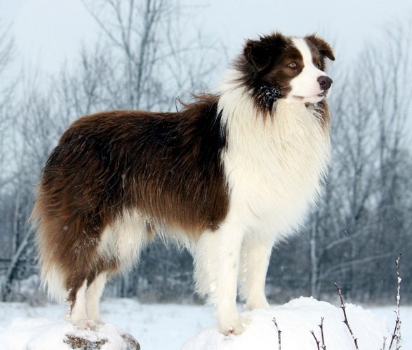 边境牧羊犬