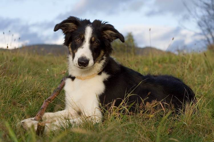 边境牧羊犬