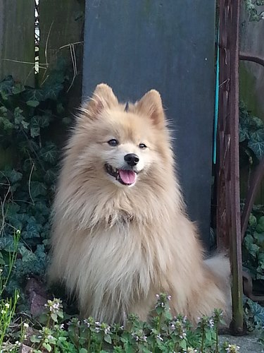 波美拉尼亚犬