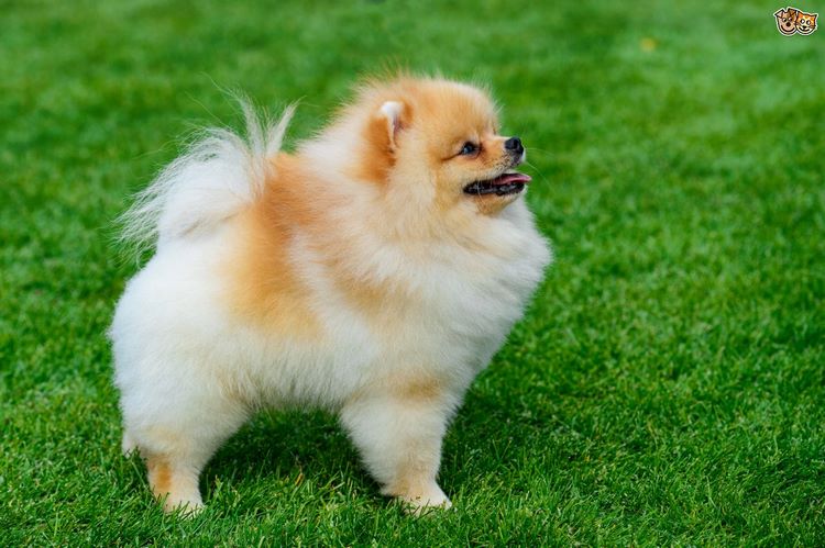 波美拉尼亚犬