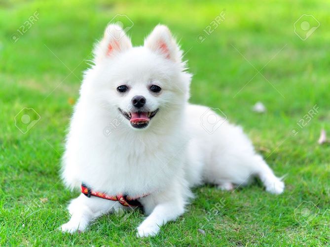 波美拉尼亚犬