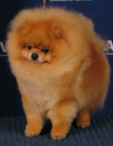 波美拉尼亚犬